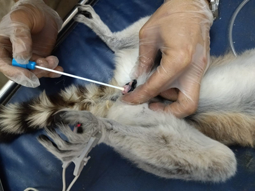 Imagen que contiene persona, perro, interior, peque&ntilde;o

Descripci&oacute;n generada autom&aacute;ticamente