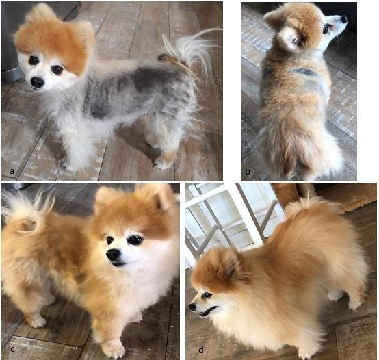 Raposa ao lado de cachorro

Descri&ccedil;&atilde;o gerada automaticamente