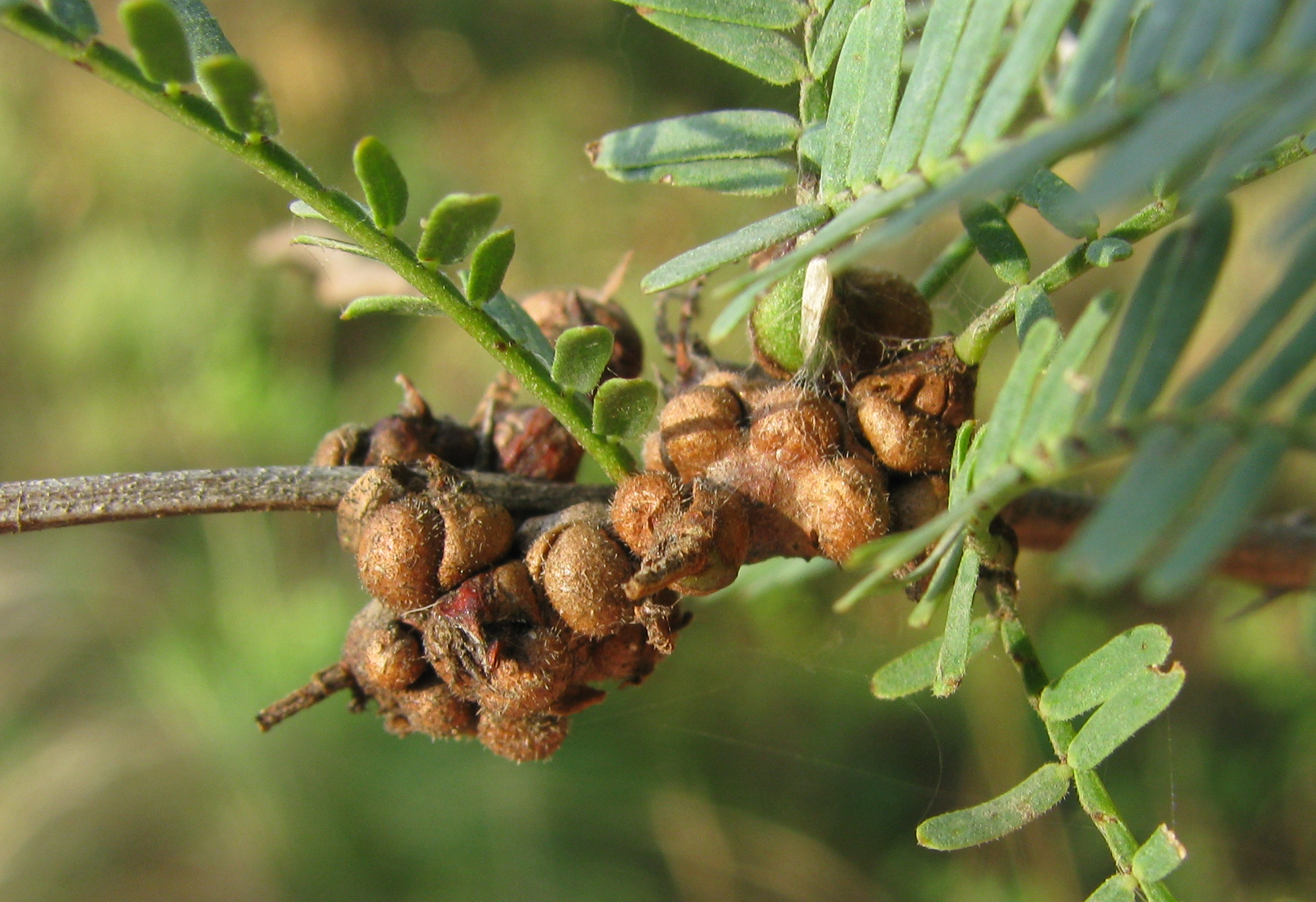 Agallas en Neltuma caldenia (Imagen: Corró Molas, Bárbara M.