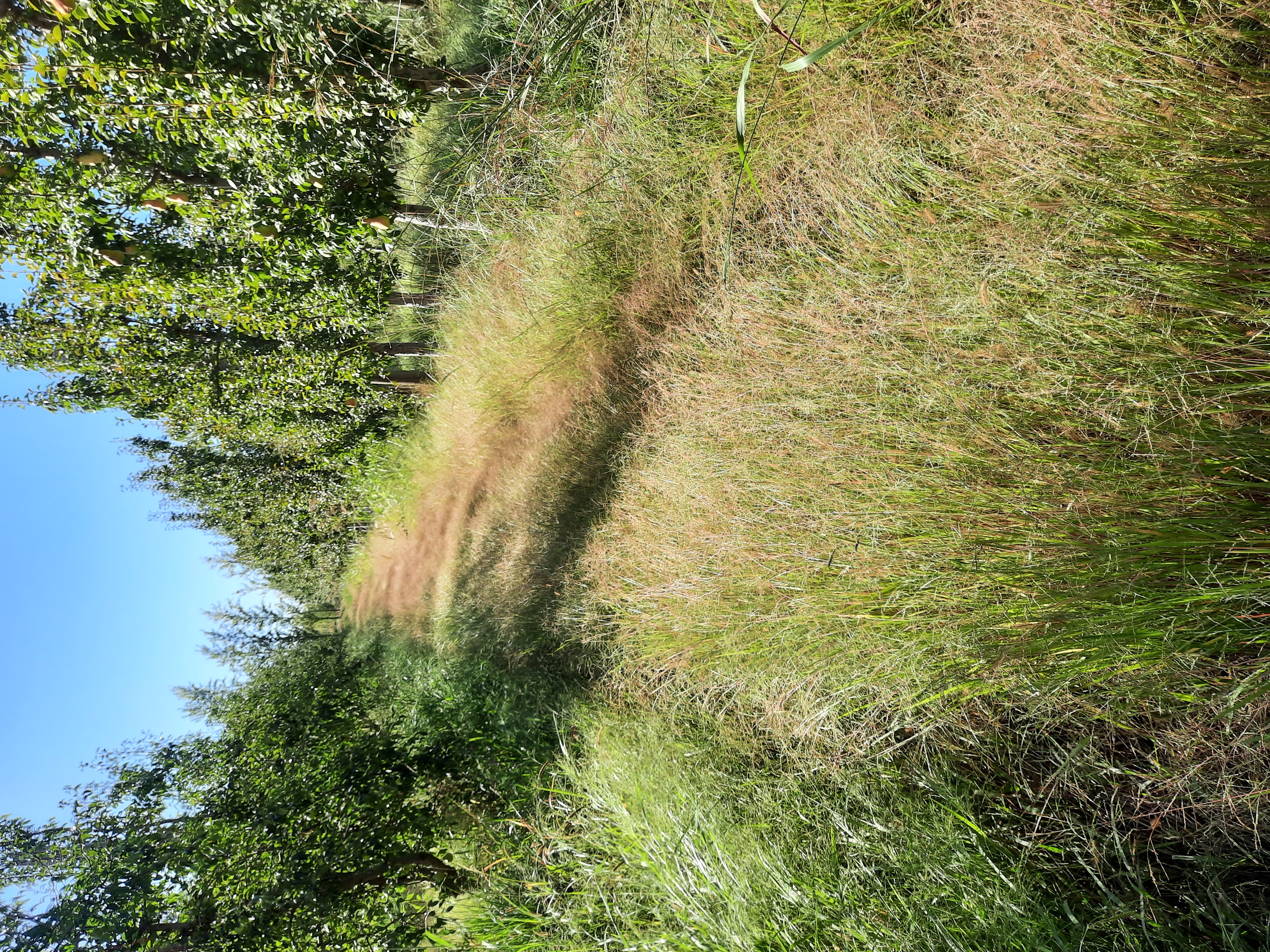 Panicum dichotomiflorum subsp. dichotomiflorum en la provincia de Río Negro (Imagen: Jocou, A. I.)