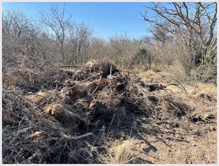 Biomasa acumulada en un bosque luego del rolado.