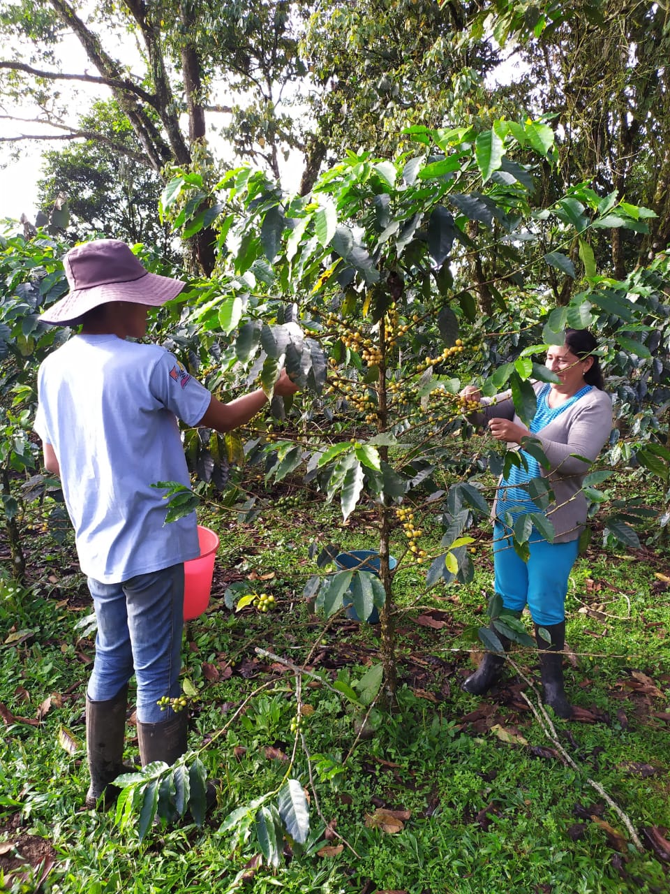 Investigadores cosechando café (Ecuador)