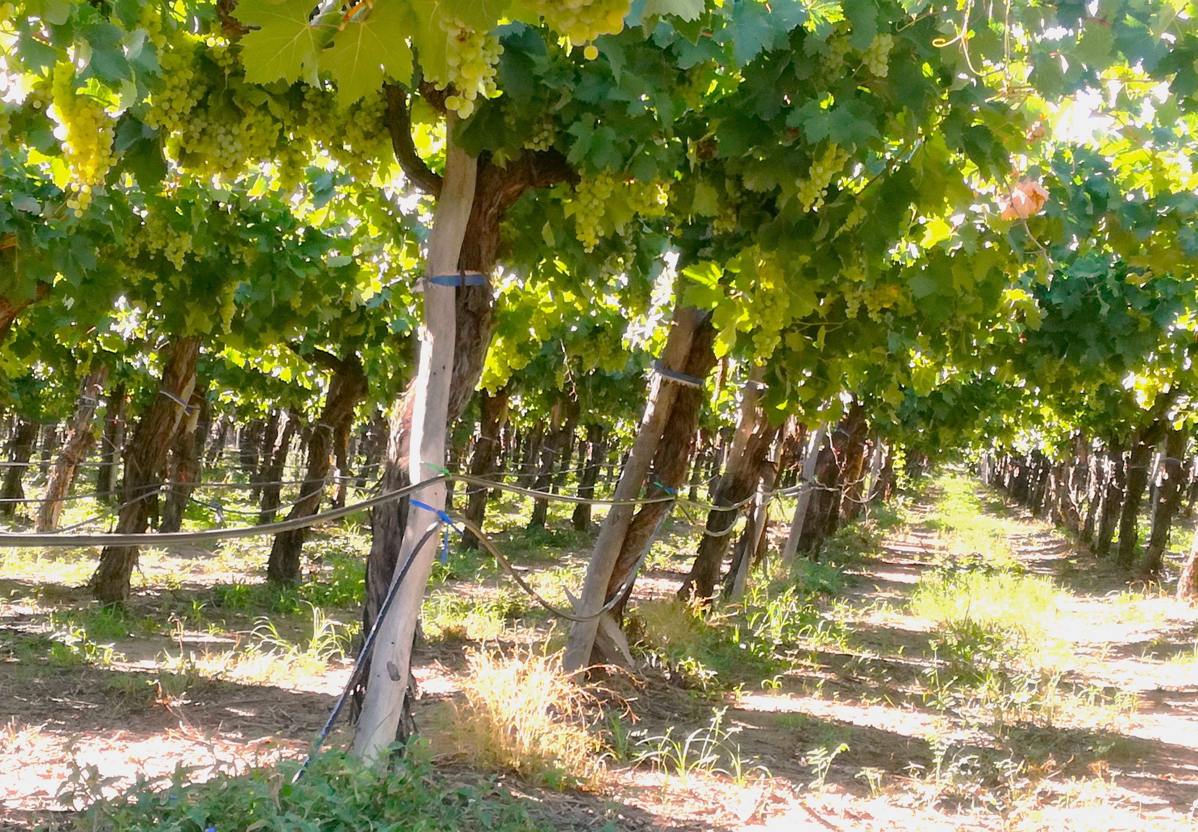 Viñedos en La Rioja (Argentina)