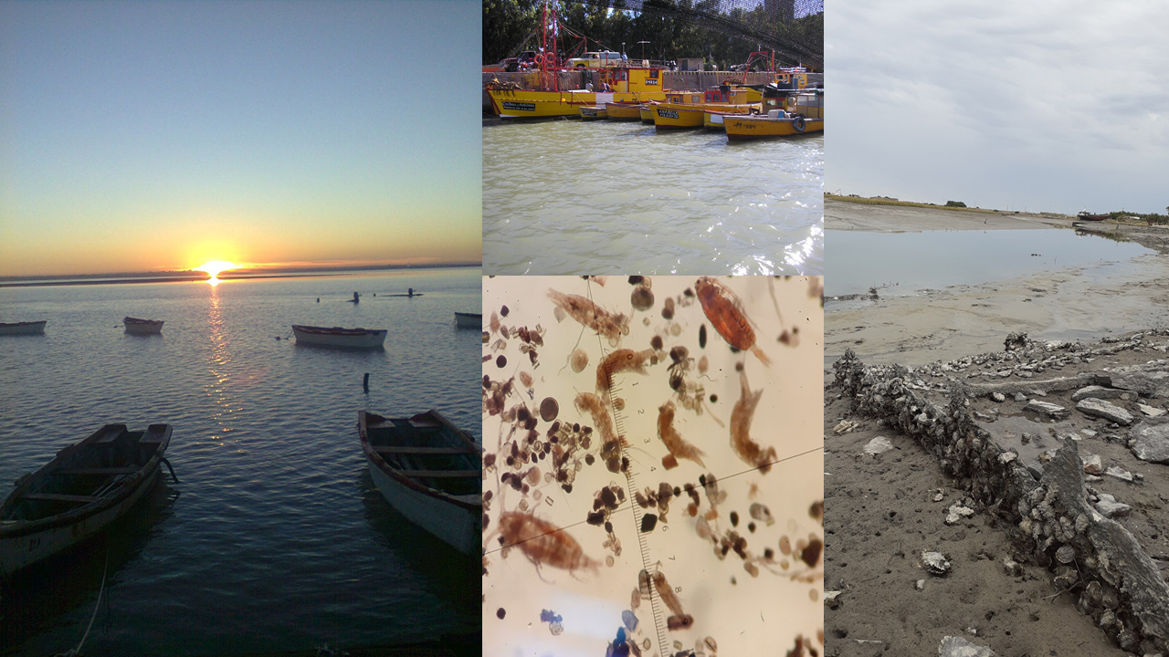 Estuario Bahía Blanca, Argentina