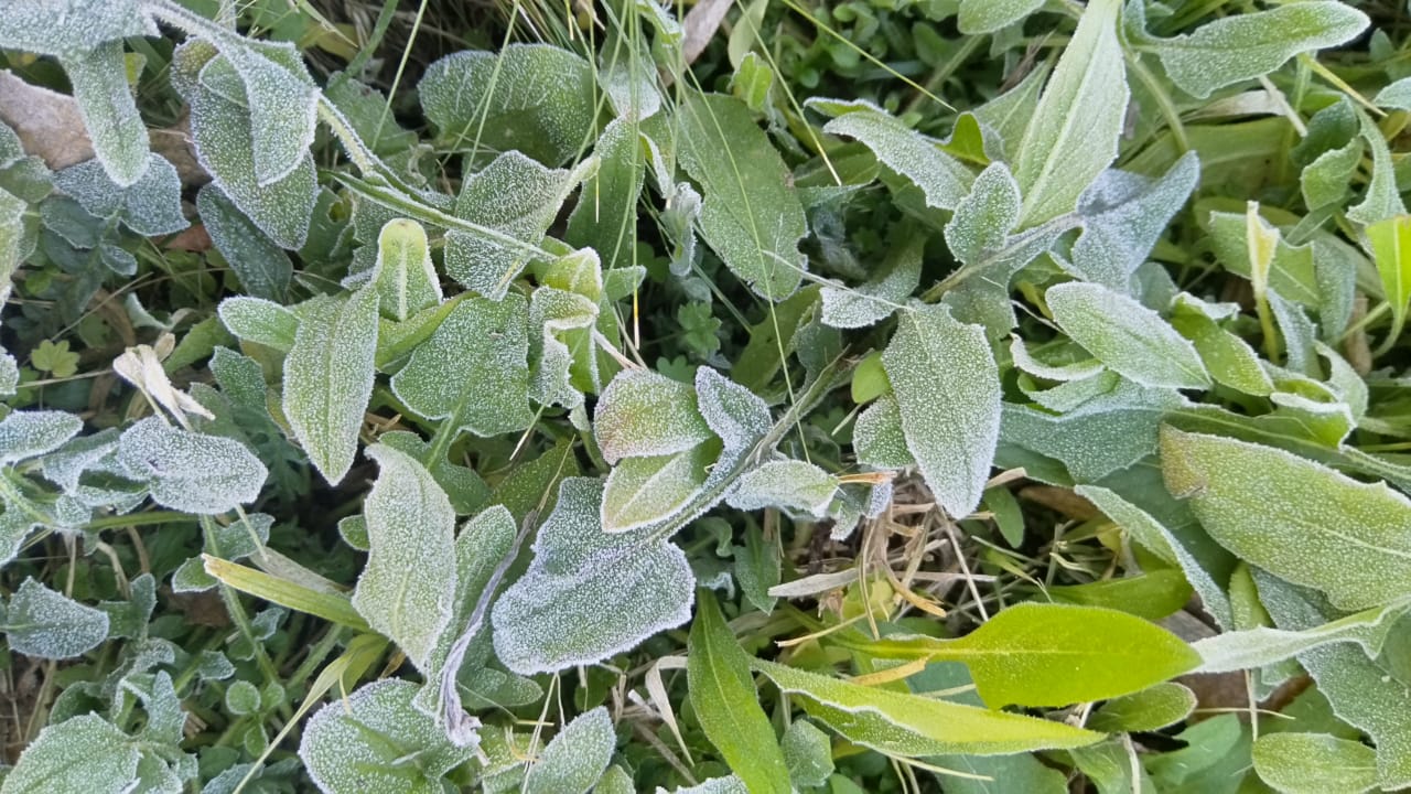 plantas heladas