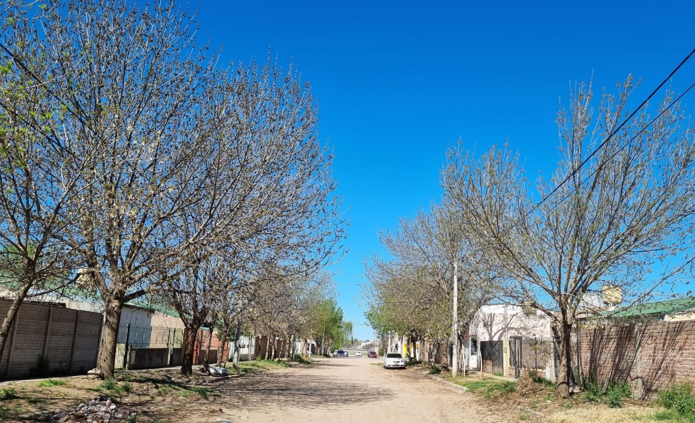 Arbolado  Barrio Santa María de las Pampas